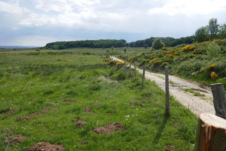 Point de vue de la bifurcation