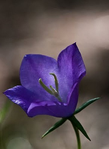 Campanula rotundifolia