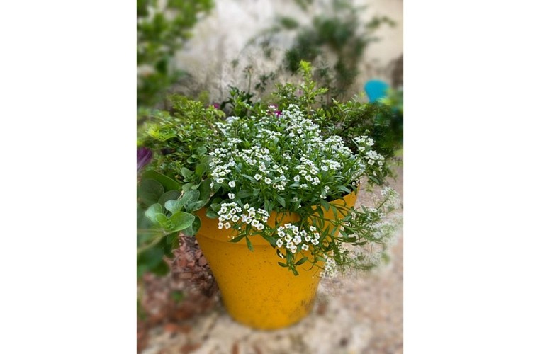 serendipity_fleurpotjaune