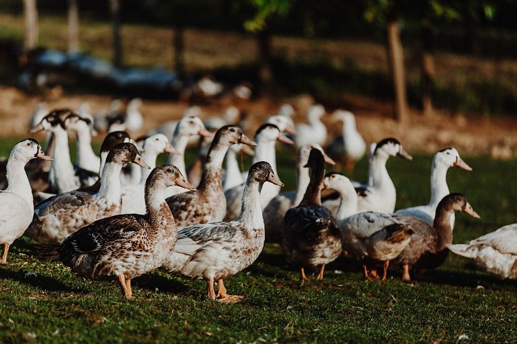 Ferme-Uhartia-Barcus-64130-Pays-Basque-canard