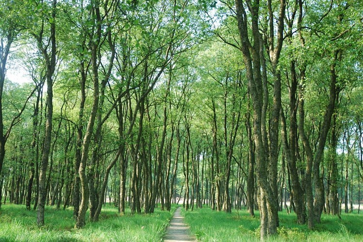 Réserve naturelle domaniale du Rouge Poncé