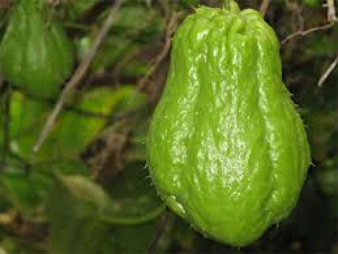 anciens thermes d'Hell-Bourg