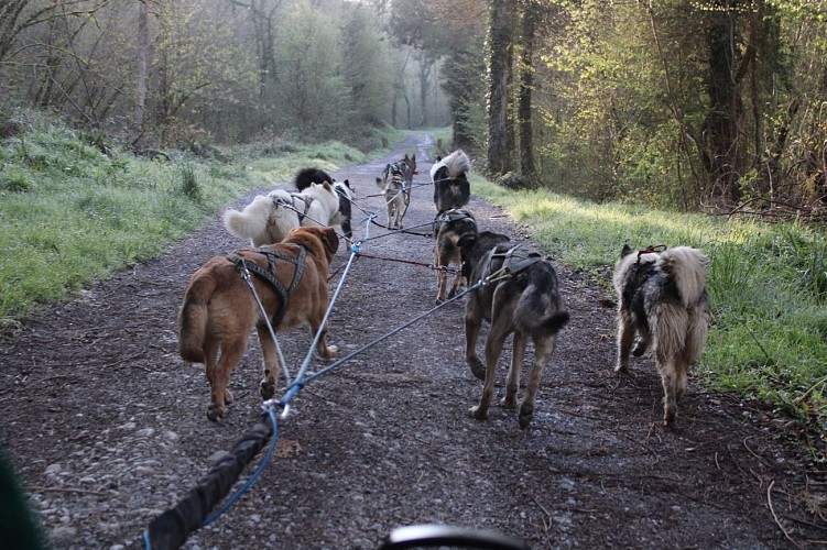 Attelage en cani kart