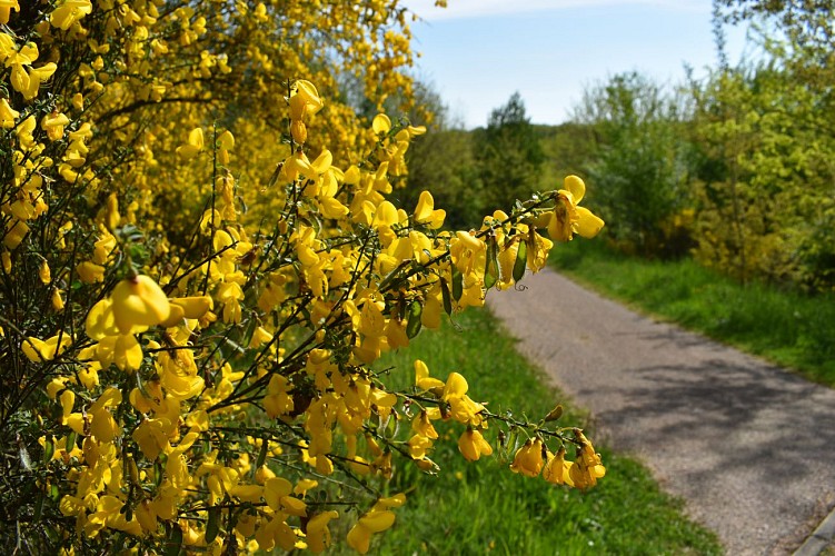 Site des Découvertes, Savignes-les-Mines