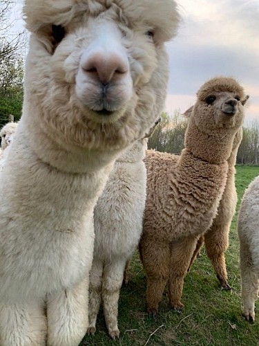argentonnay-alpacas--curieux