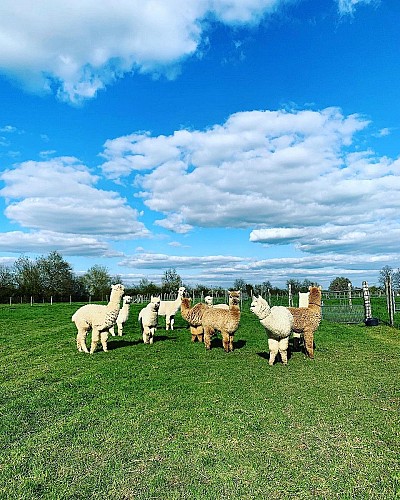 argentonnay-alpacas-troupeau