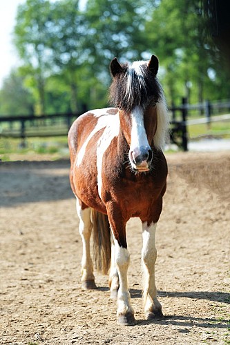ECURIES DES JOULAIRES