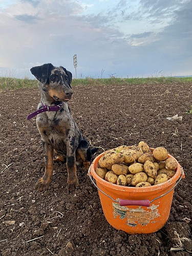 SCEA Régis Schneider