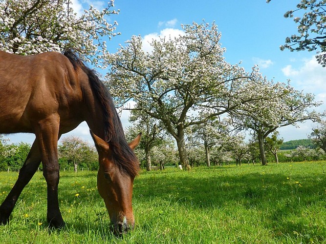 CALVADOS-POMMIER-FLEUR-CHAMP-CHEVAL-ANIMAUX-13002-CALVADOS-TOURISME-LIBRE-3