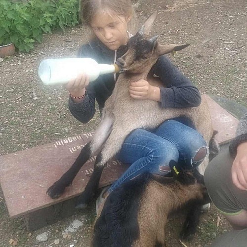 Mini ferme pédagogique La famille est dans les blés