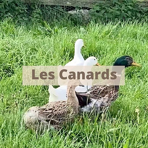 Mini ferme pédagogique La famille est dans les blés