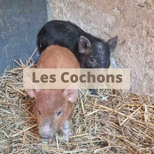 Mini ferme pédagogique La famille est dans les blés