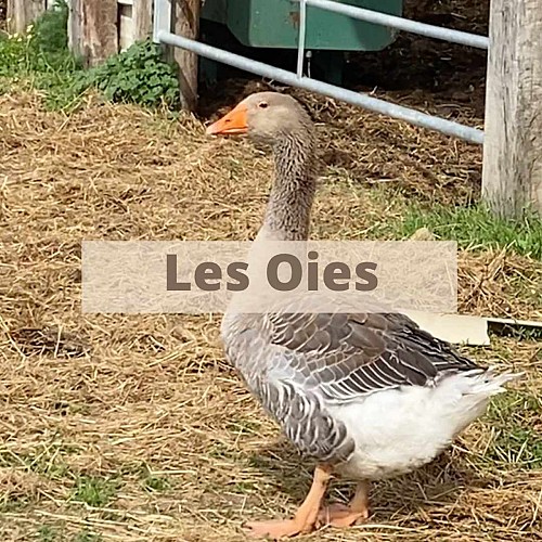 Mini ferme pédagogique La famille est dans les blés