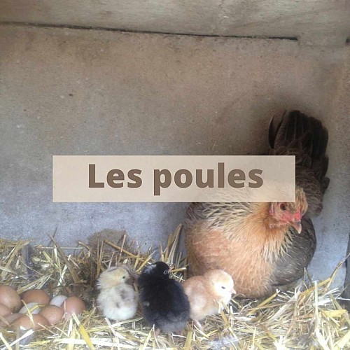 Mini ferme pédagogique La famille est dans les blés