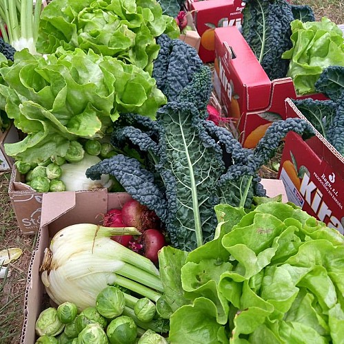 Princesses et Petits Pois