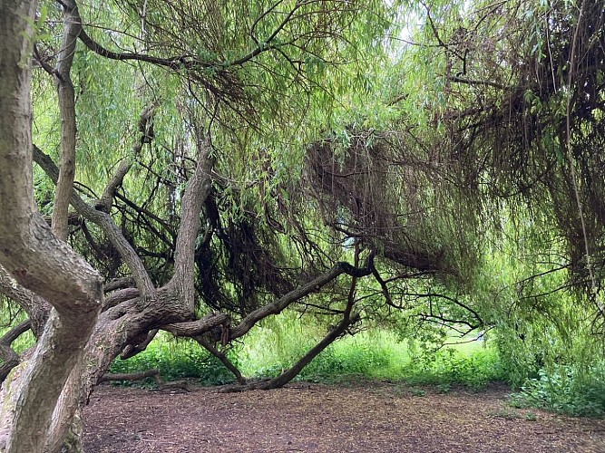 Parc des grenouilles vertes