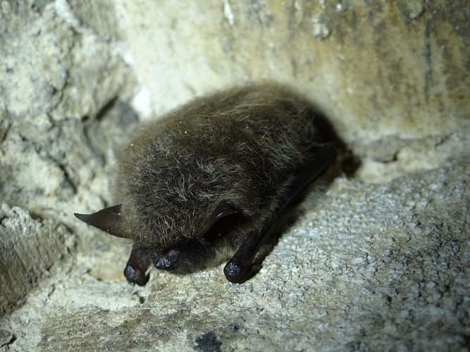 Het fort van Malonne