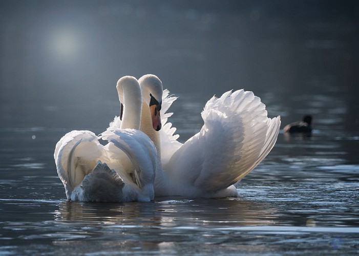 Swan-g2b84749db_1280