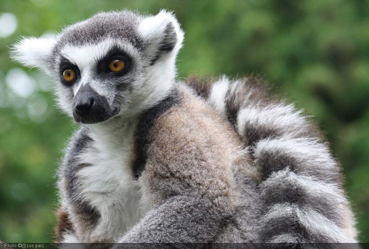 Ring-tailed-lemur-1282737.jpg