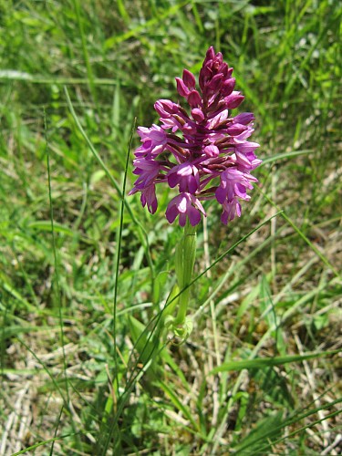 Réserve naturelle des coteaux de la Seine
