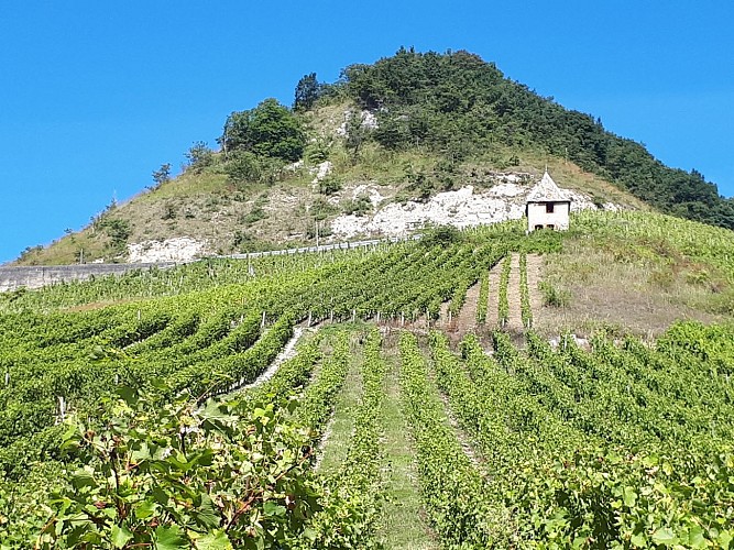 Le vignoble de Montagnieu et le grangeon pointu