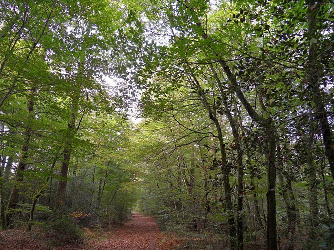 Forêt domaniale de Lanvaux
