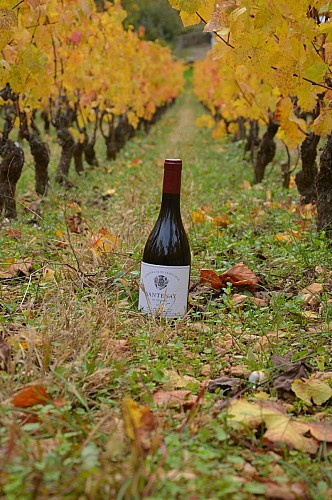 Cheilly les Maranges - Domaine Clos Saint Jean - Vins - Dégustation - Oenotourisme  (3)