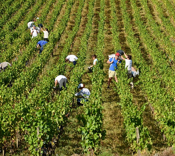 Cheilly les Maranges - Domaine Clos Saint Jean - Vins - Dégustation - Oenotourisme  (2)