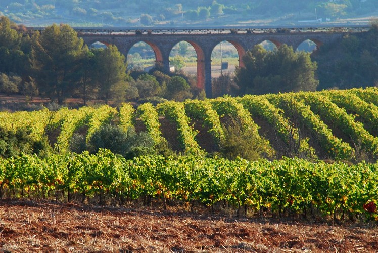 DOMAINE ROQUEMALE VILLEVEYRAC (3)