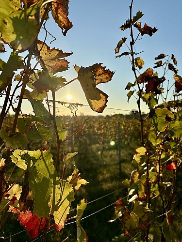Domaine Saint-Laurent de Saurs