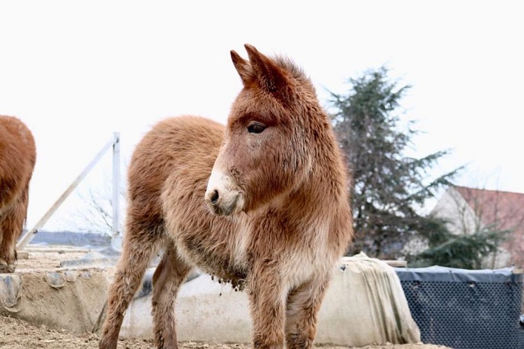 Fermeetcompagnie - ane