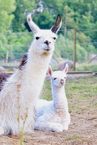 Fermeetcompagnie - lama