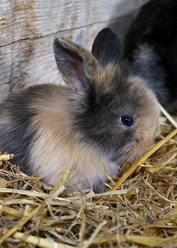 Fermeetcompagnie - lapin