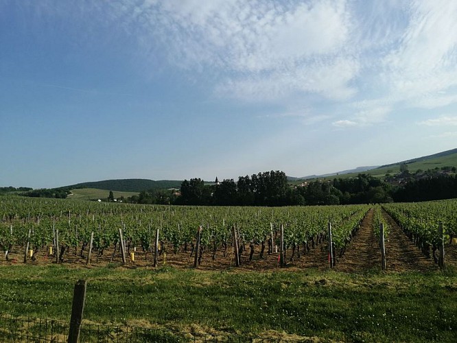 Vue sur les vignes de la Bastide
