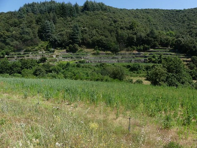 L'Arboux et les cultures d'oignons