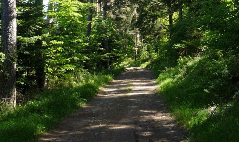 La piste en forêt
