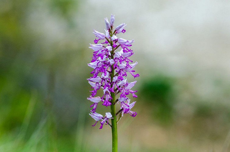 Orchis miltaire
