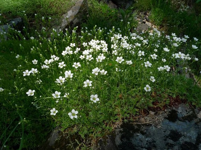 Saxifrage de Prost