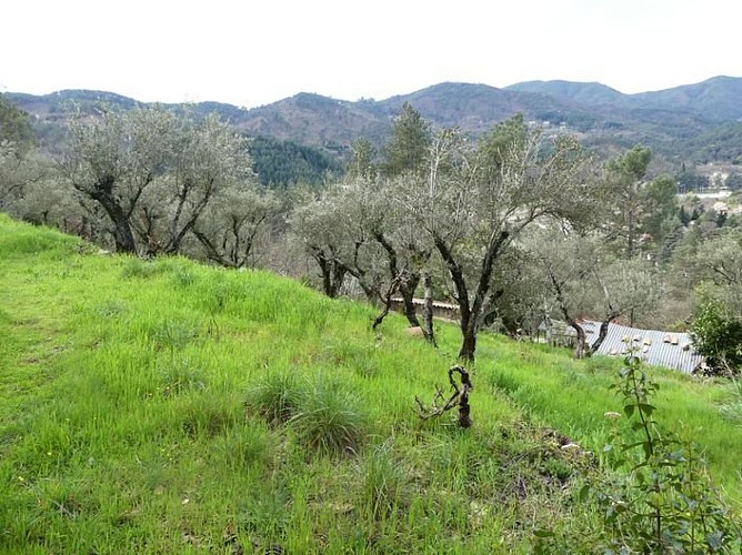 Ancienne oliveraie
