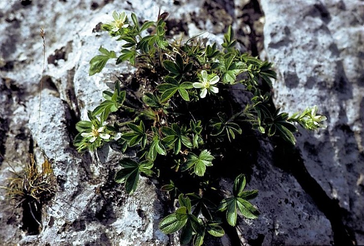 Potentille des Cévennes