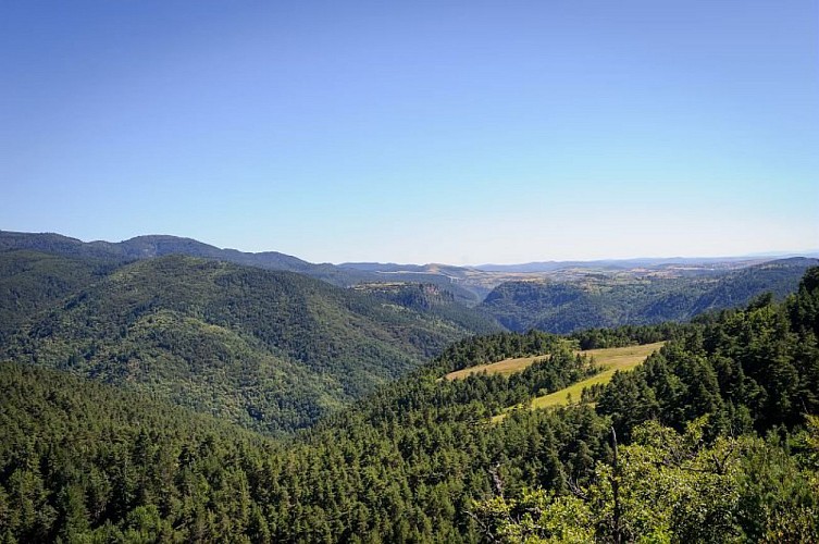Forêt de l'Aigoual entre le col des Ubertes et Roquedols