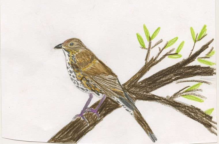 La grive draine par Aubin