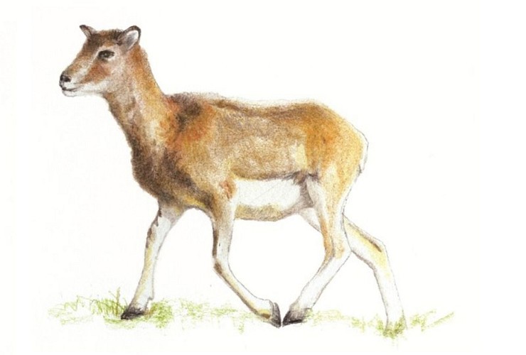 Mouflon brebis