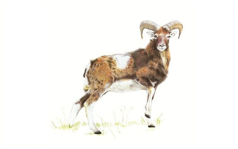 Mouflon bélier