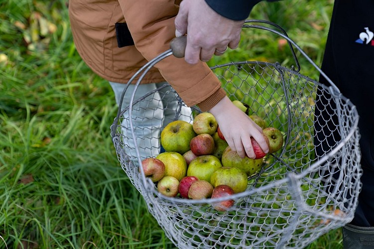 Ramassage des pommes dans nos vergers