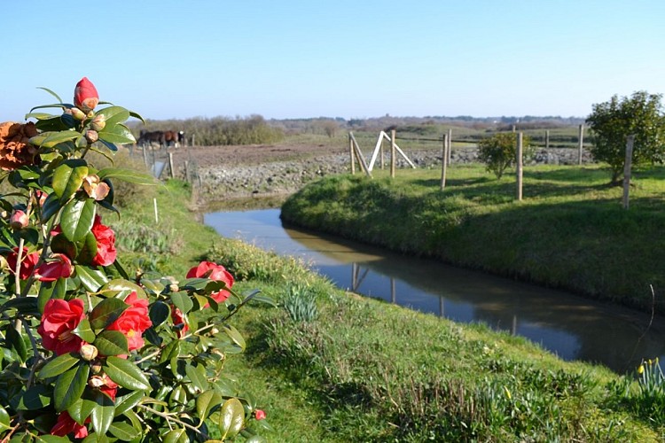 MAISON T2 SITUEE AU BORD DES MARAIS, AUX MOUTIERS EN RETZ.