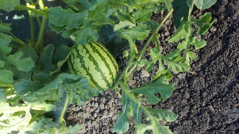 Maraîchage, Boule d'Or - St Michel