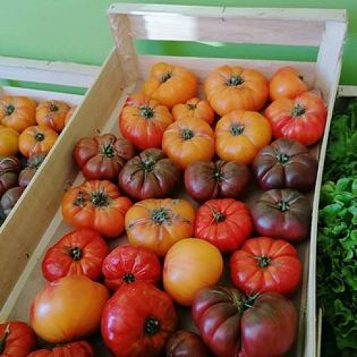 Maraîchage, Boule d'Or - St Michel