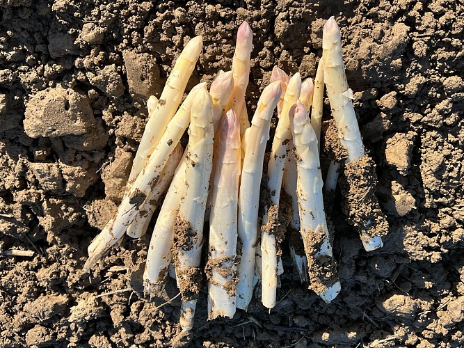 Maraîchage, Boule d'Or - St Michel