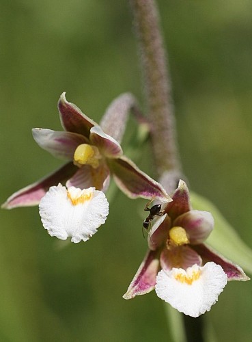 RÉSERVE NATURELLE DE FONTENELAY_1